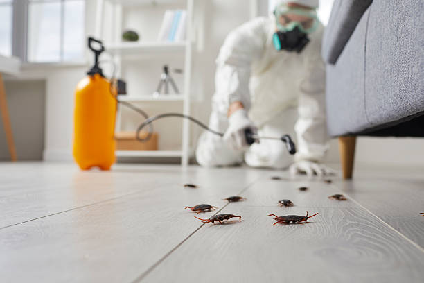 Commercial Rodent Management in Belmont
